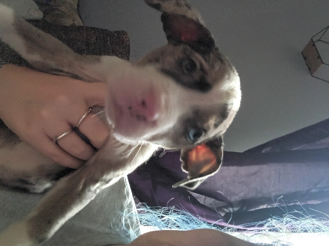 3 xl bully puppies for sale 