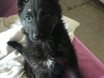 German Shepherd – Alsatian puppy – Rotherham