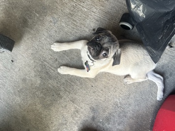 Pug – pug – Pearland