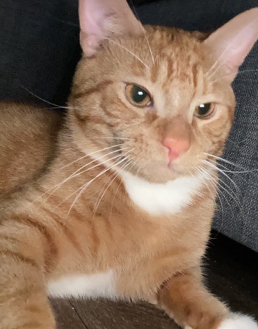 male taby 6 month kitten