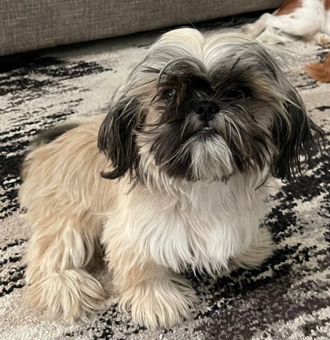 Shih Tzu – Shih Tzu