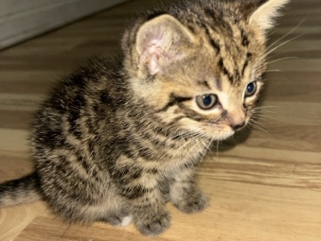 pretty baby kitten needs a home asap