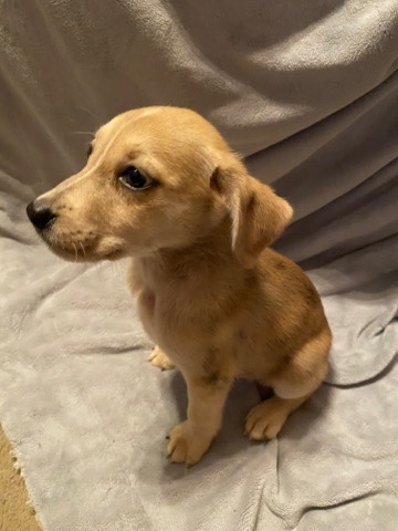 Golden Retriever – Golden Retriever/Labrador