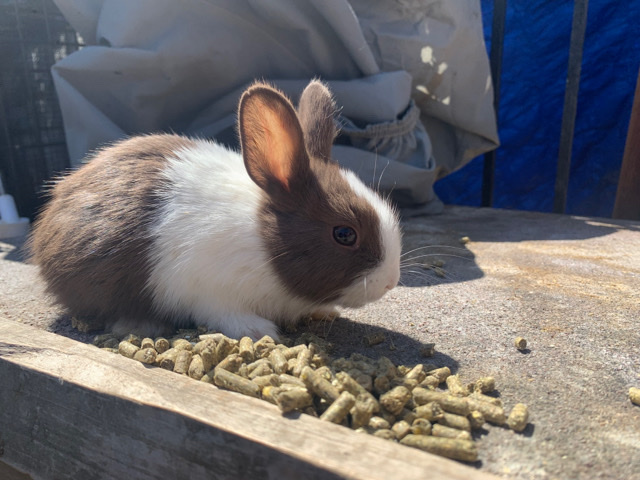 Bunny / Rabbit