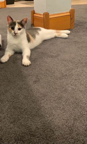 Japanese Bobtail – Beatiful Cookie