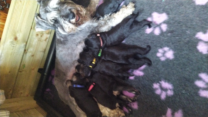 Miniature Schnauzer – beautiful miniature schnauzer puppies