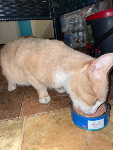 American Shorthair – Orange male cat . free . needs a home asap.