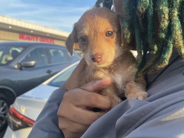 Dachshund – Dachshund mixed with a yorkie for sell – Norfolk