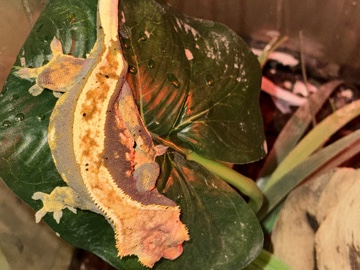 Free Crested Geckos  