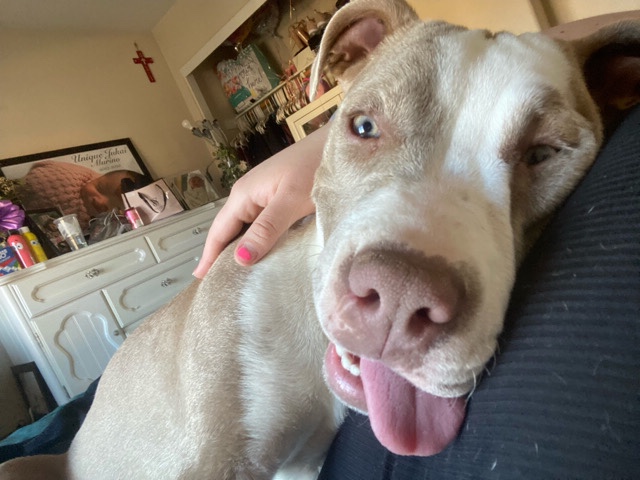 American Pit Bull Terrier – Marley ***