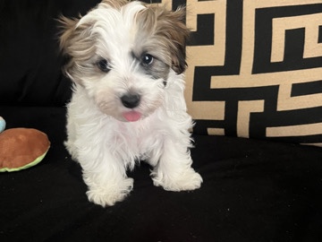 Yorkie Poo – Patch – Kennesaw