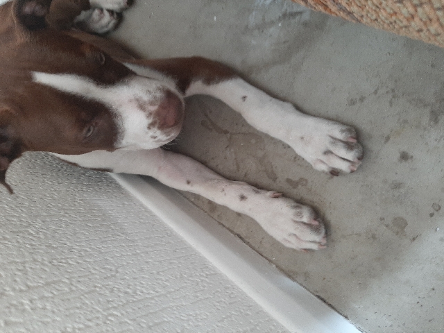 American bully puppy