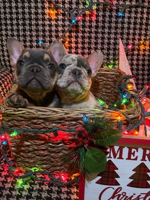French Bulldog – 2 Female Frenchies with Akc