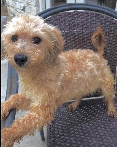 Poodle – Maltipoo