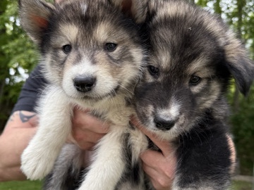 Alaskan Malamute – Malamute Pups – Sanford
