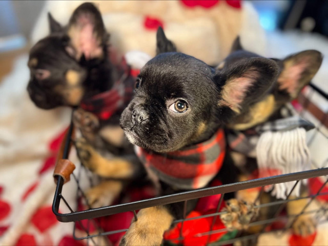 French Bulldog – Fluffy Frenchies for sale