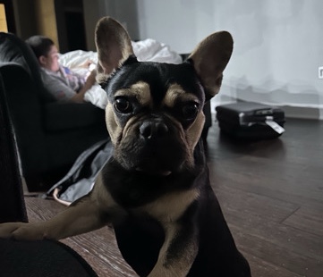 French Bulldog – Pure Bred French Bulldog – Chandler