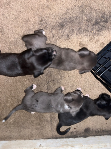 Corso mixed pit