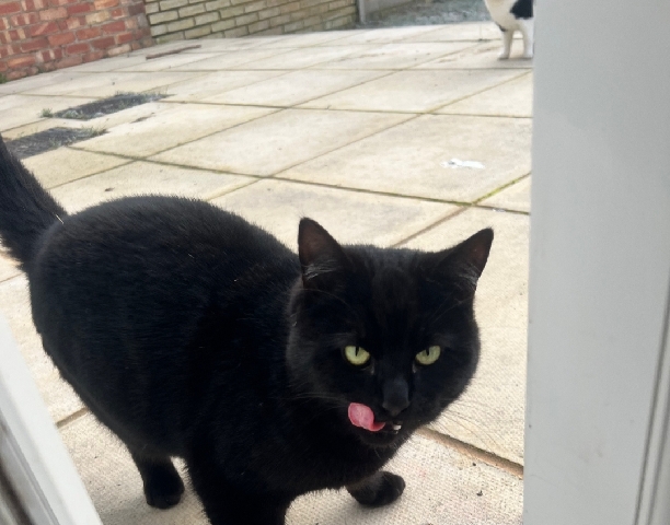 Bombay – selling cat £30