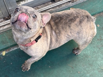 French Bulldog – 3-Year-Old French Bulldogs – Loving, Healthy, House-Trained Looking for Forever Home – Longview