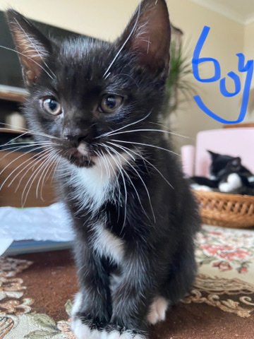Manx – kitten
