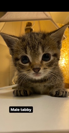 American Shorthair – 5 kittens for sale🥰