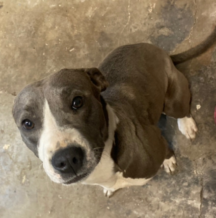 pitbull for sale.