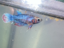 Image of Betta