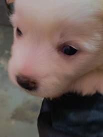 Pomeranian – pomeranian dog puppy