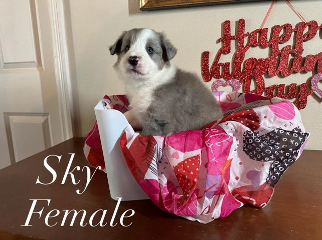 Border Collie – AKC Border Collie Puppy