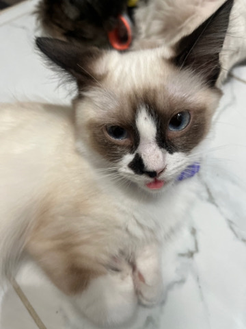 kittys need a home!
