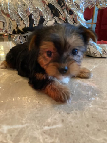 Yorkshire Terrier – male toy you