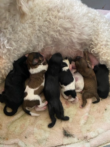 cavapoo puppies