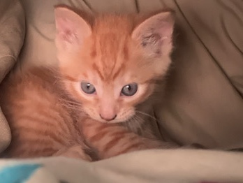 American Shorthair – Sweet American Shorthair Kitten – Des Plaines – Des Plaines