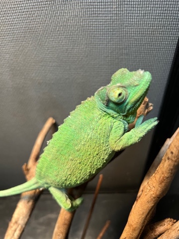 Any – Chameleon - Atlanta Area (Smyrna, GA)