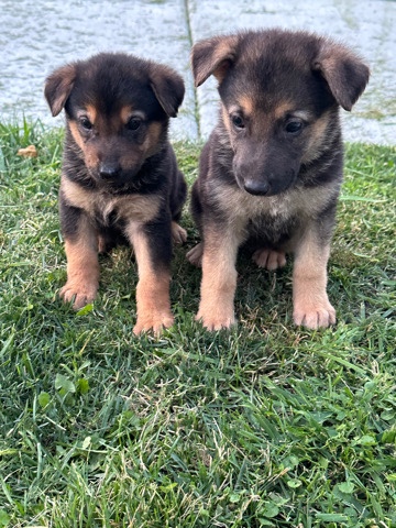 Old German Shepherd Dog – Germán shepherd girl puppies