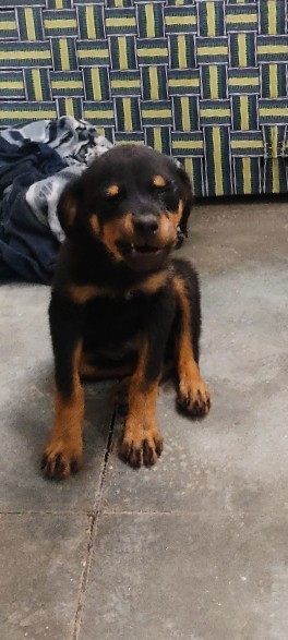 Rottweiler – Rottweiler Female For Sale