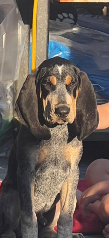 Black and Tan Coonhound – pure breed blue tick coonhound 7 months old