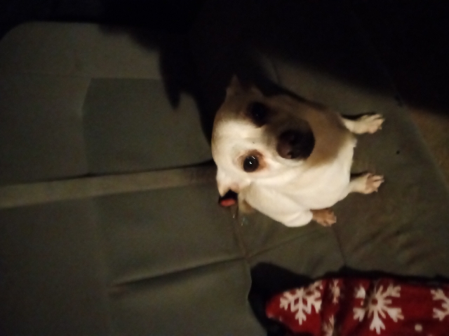 Chihuahua – Chihuahu is not aggressive