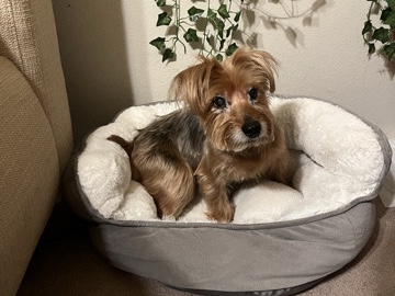 Yorkie Poo – Rehoming Duke for free – Arlington