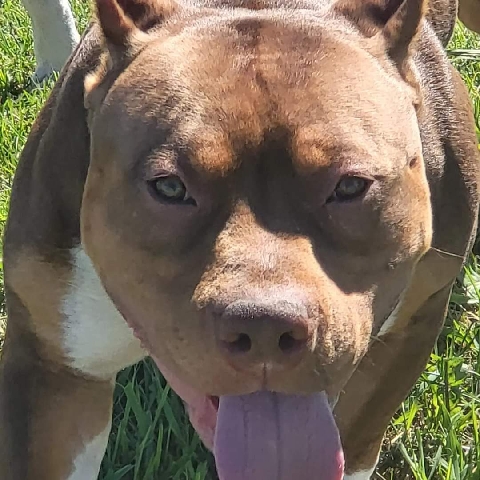 American Bulldog – bully pups 2nd litter