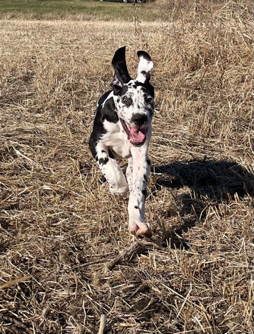 Great Dane – AKC Harlequin Male Great Dane