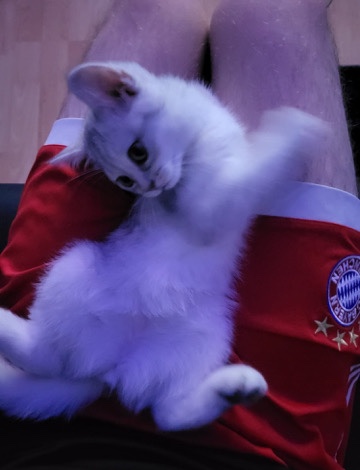 British Shorthair – Bkh
