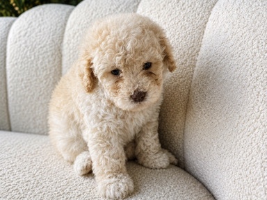 Bichon Frise – Adorable Bichpoo Puppy – Ready July 22! – Fort Wayne