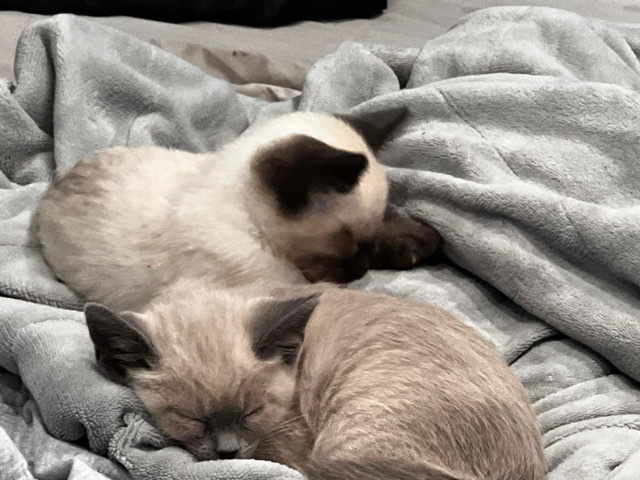 Siamese brothers one is a lilac