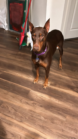 Doberman Pinscher – Look for a good home for my sweet dobbie