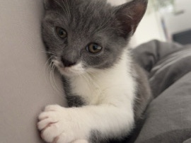 Image of British Shorthair