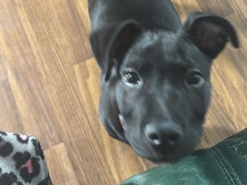 American Pit Bull Terrier – Puppy – New Bloomfield