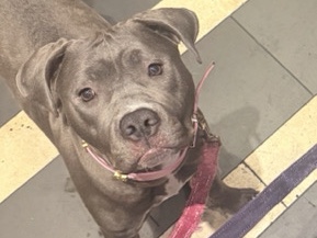 American Pit Bull Terrier – looking to Rehome our gorgeous girl Kobi – Pasadena