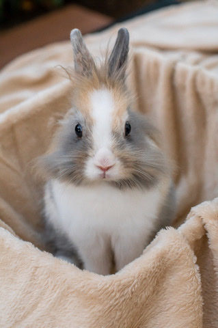 Lionhead – Weibliches Löwenkopfkaninchen